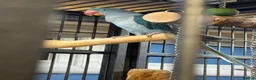 Parrots birds for sale: Blue female alexandrine for sale - Advert 1