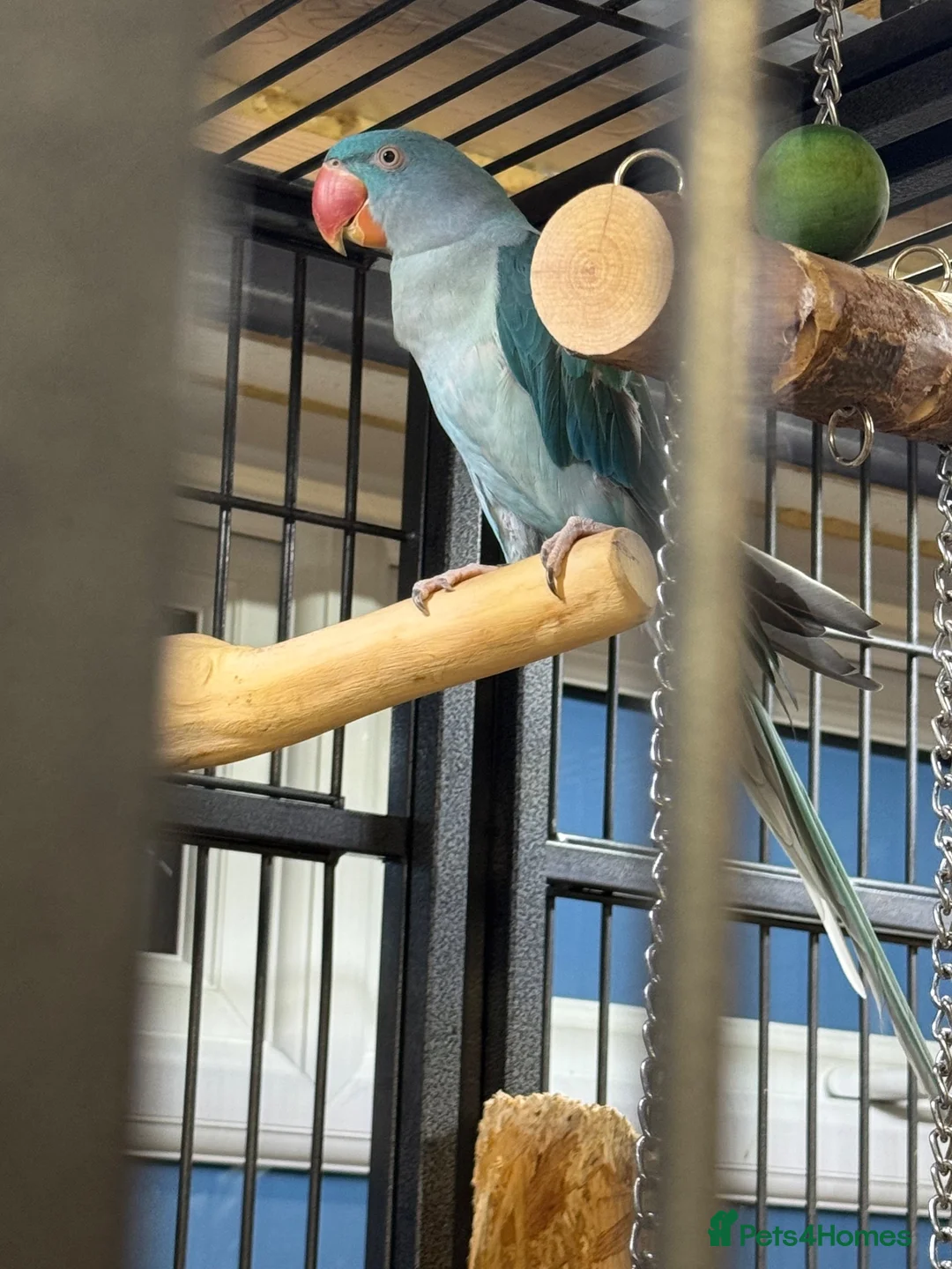 Parrots birds for sale: Blue female alexandrine for sale - Advert 1