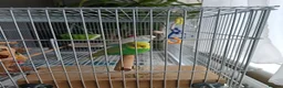 Lovebirds birds for sale: 2 Budgies for sale in London - Advert 8