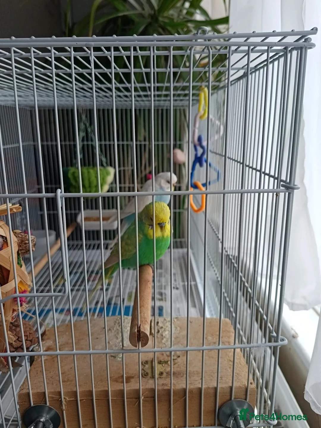 Lovebirds birds for sale: 2 Budgies for sale in London - Advert 8