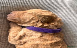 Goldendoodle dogs for sale: GOLDENDOODLE WITH A DIFFERENCE - Image 6
