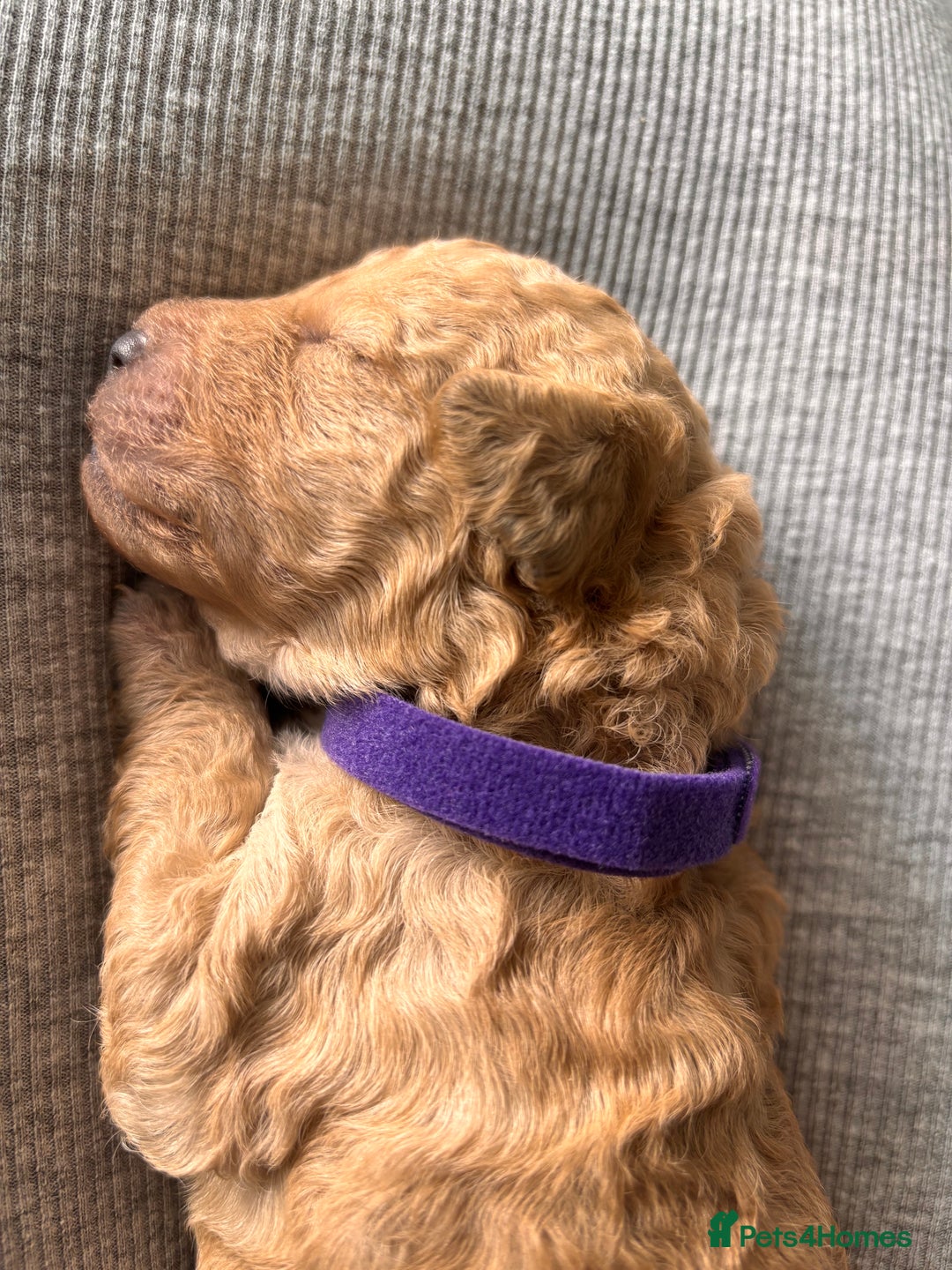 Goldendoodle dogs for sale: GOLDENDOODLE WITH A DIFFERENCE - Image 6
