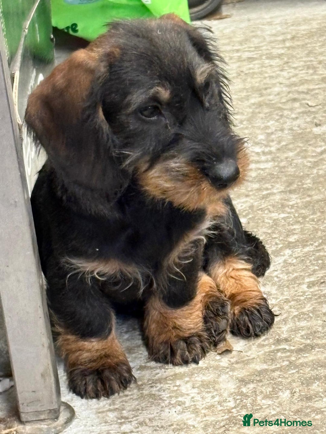 Dachshund dogs for sale: Ready now standard Wirehair dachshund (teckel)  - Advert 24