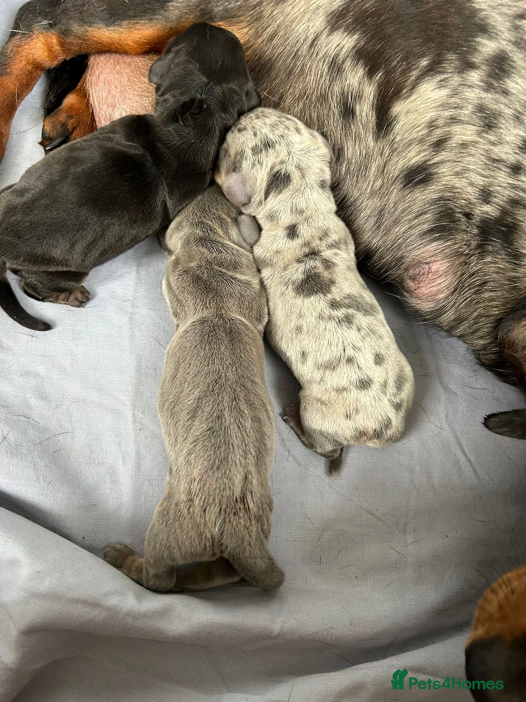 Miniature Dachshund dogs for stud: KC reg Isabella & Tan Stud! Free ovulation test in Stockton-on-Tees - Advert 2