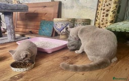 British Shorthair cats for sale: Two cuddly blue boys from loving family home - Image 4