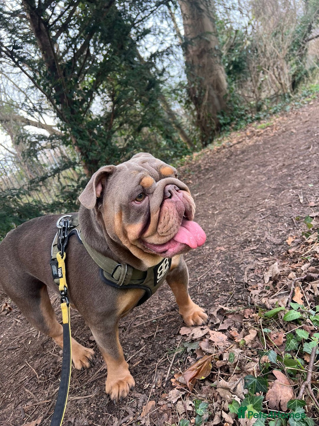 English Bulldog dogs for sale: Female 3 years old  - Image 2