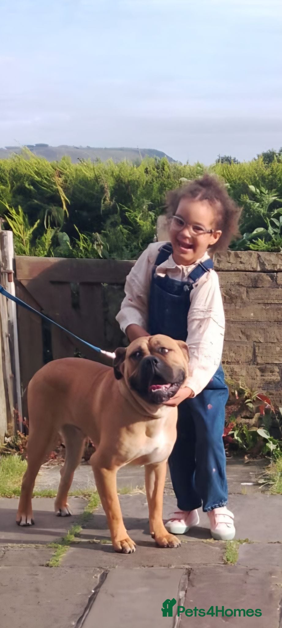 Mixed Breed dogs 9 month old mastiff for sale - Advert 15