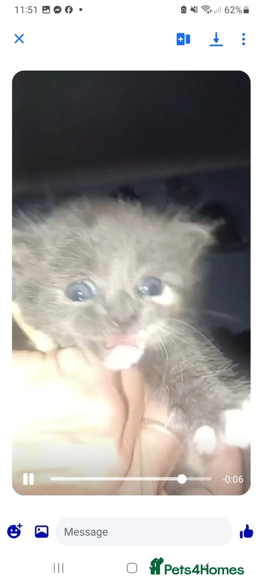 Maine Coon cats for sale: Maincoons  - Advert 2