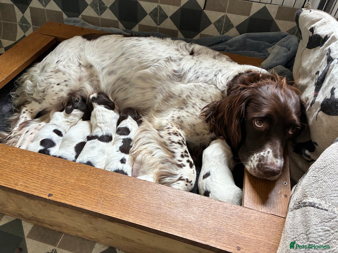 English Springer Spaniel dogs for sale: Springer Spaniel Puppies - Image 2