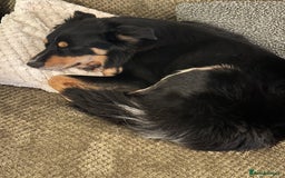 Border Collie dogs for sale: Collie for rehoming - Image 5