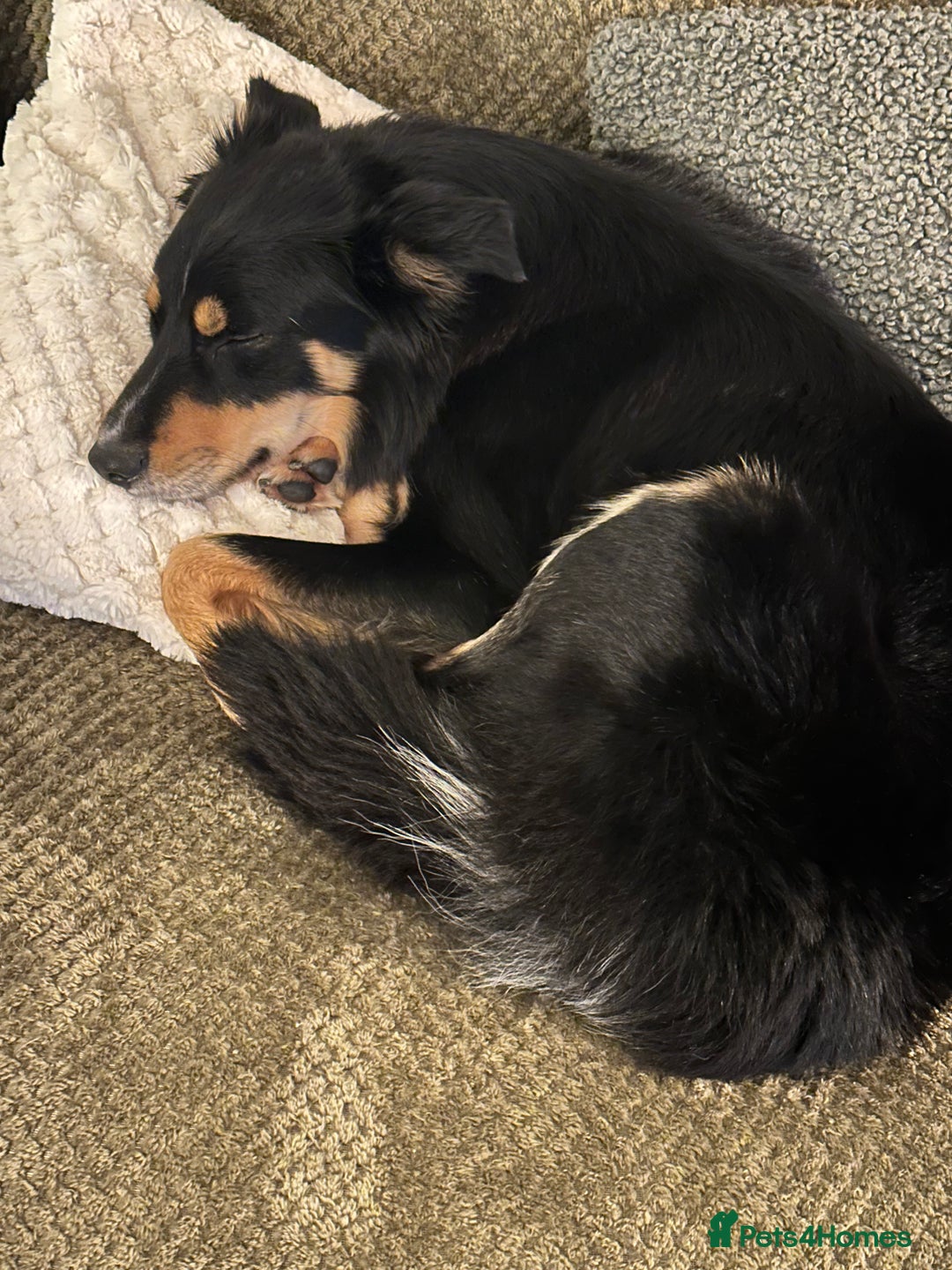 Border Collie dogs for sale: Collie for rehoming - Image 5