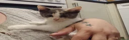 Mixed Breed cats for sale: Gorgeous kittens for sale  - Advert 9