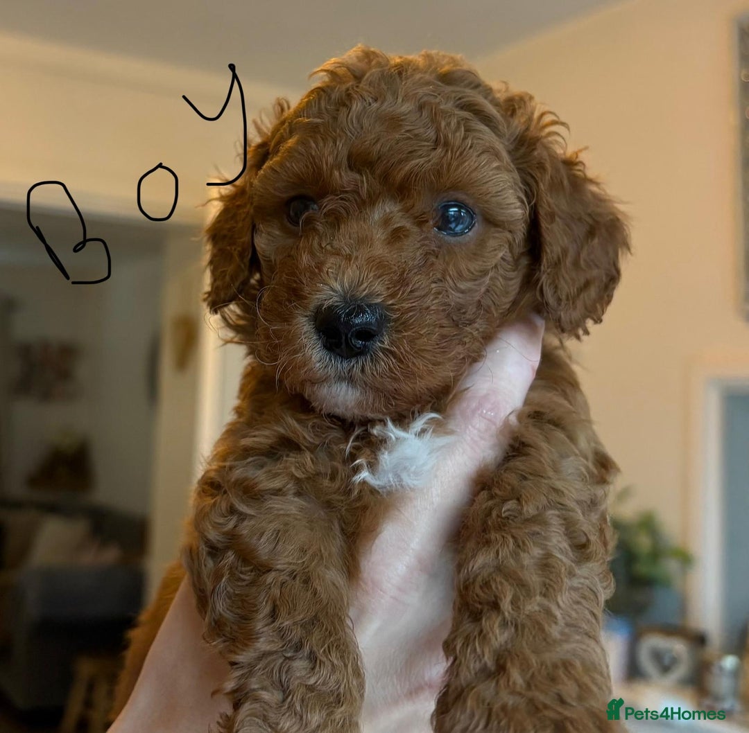 Poochon dogs for sale: Beautiful poochon puppies - Image 5