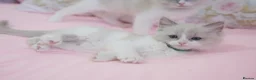 Ragdoll cats for sale: Beautiful Ragdolls  in Oldbury - Advert 24