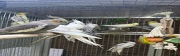 Mixed Breed birds for sale: Baby cocktails  - Advert 3