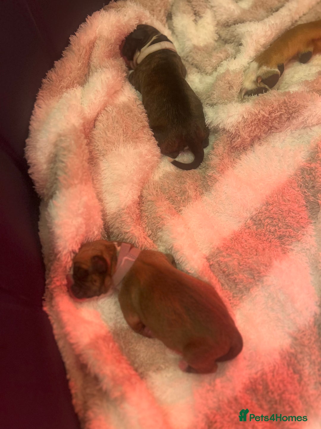 Boxer dogs for sale: Amazing boxer puppies  - Advert 5