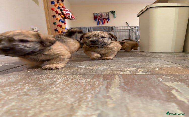 Glen of Imaal Terrier dogs - Advert 1