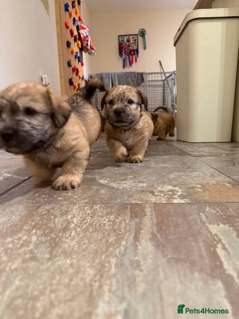 Glen of Imaal Terrier dogs - Advert 1