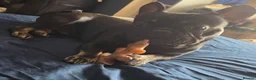 French Bulldog dogs for sale: Lovely boy french bulldog  - Advert 6