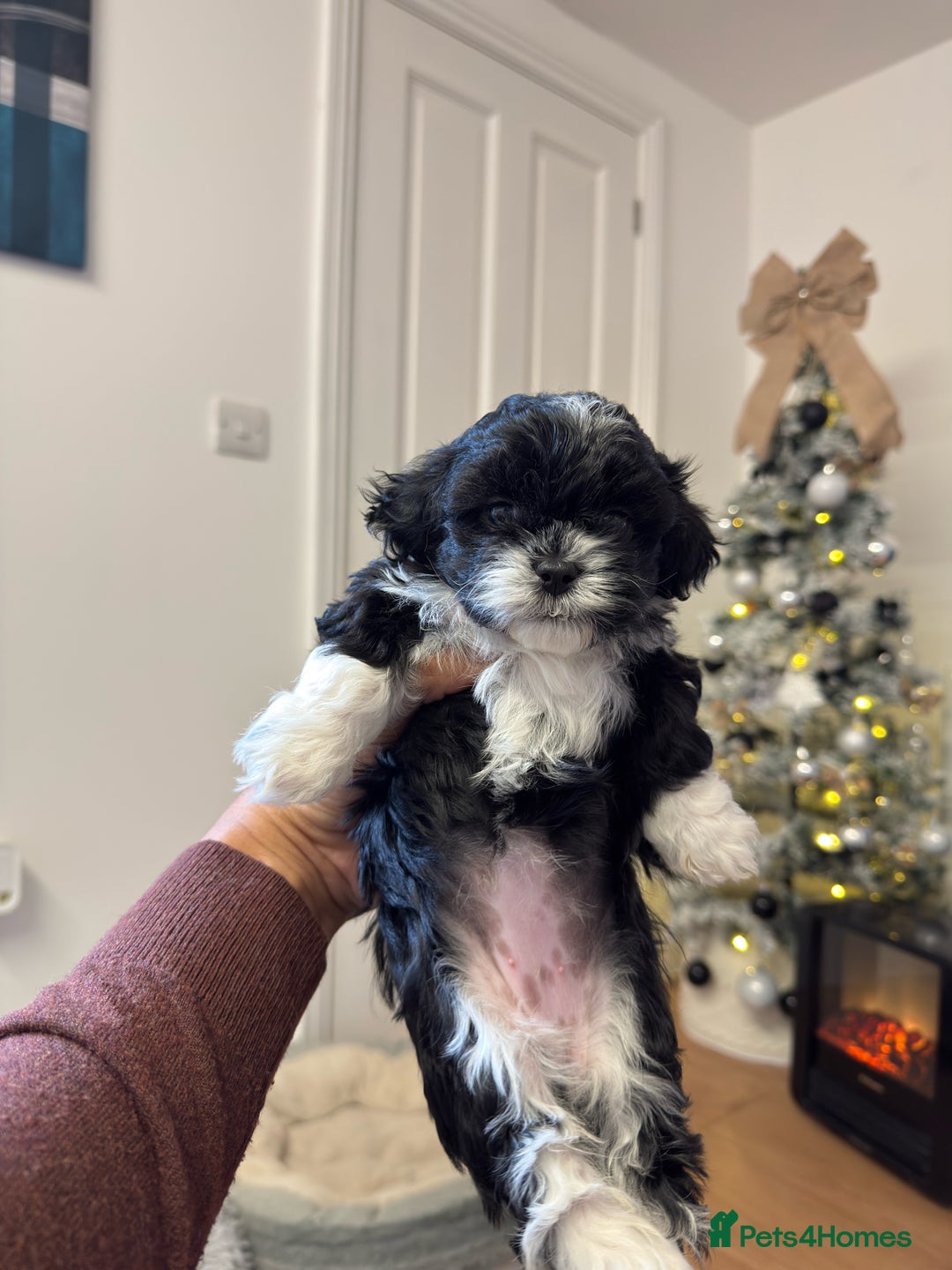 Shih Tzu dogs for sale: Shih Tzu Puppies – Vaccinated & Ready 30 Dec - Advert 7