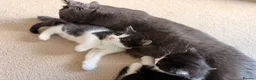 Mixed Breed cats for sale: Kittens available  - Advert 8