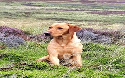 Labrador Retriever dogs for sale: Fox red Labrador puppies  - Image 5