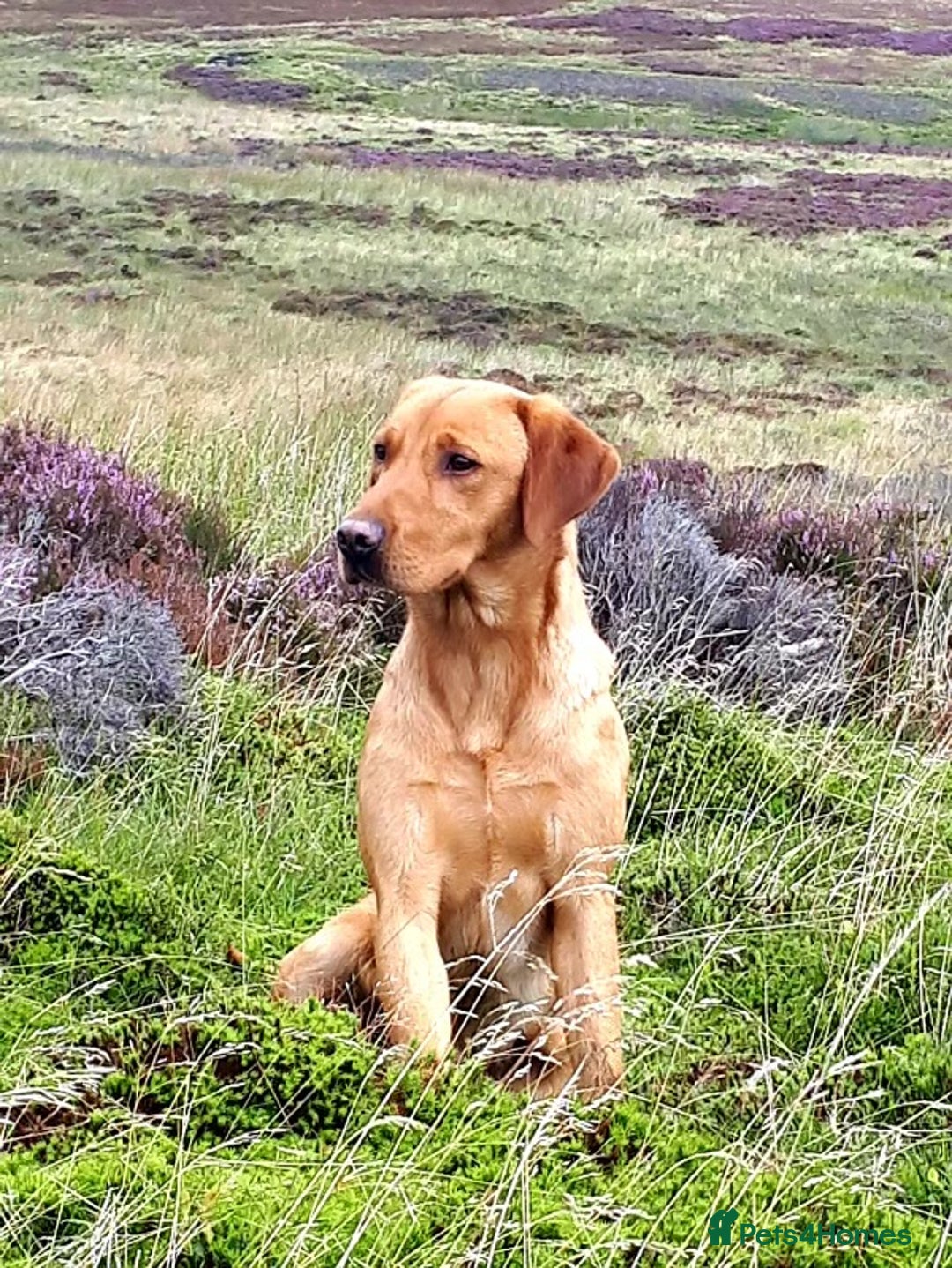Labrador Retriever dogs for sale: Fox red Labrador puppies  - Image 5