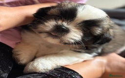 Shih Tzu dogs for sale: Shih tzu puppie for sale  - Image 7