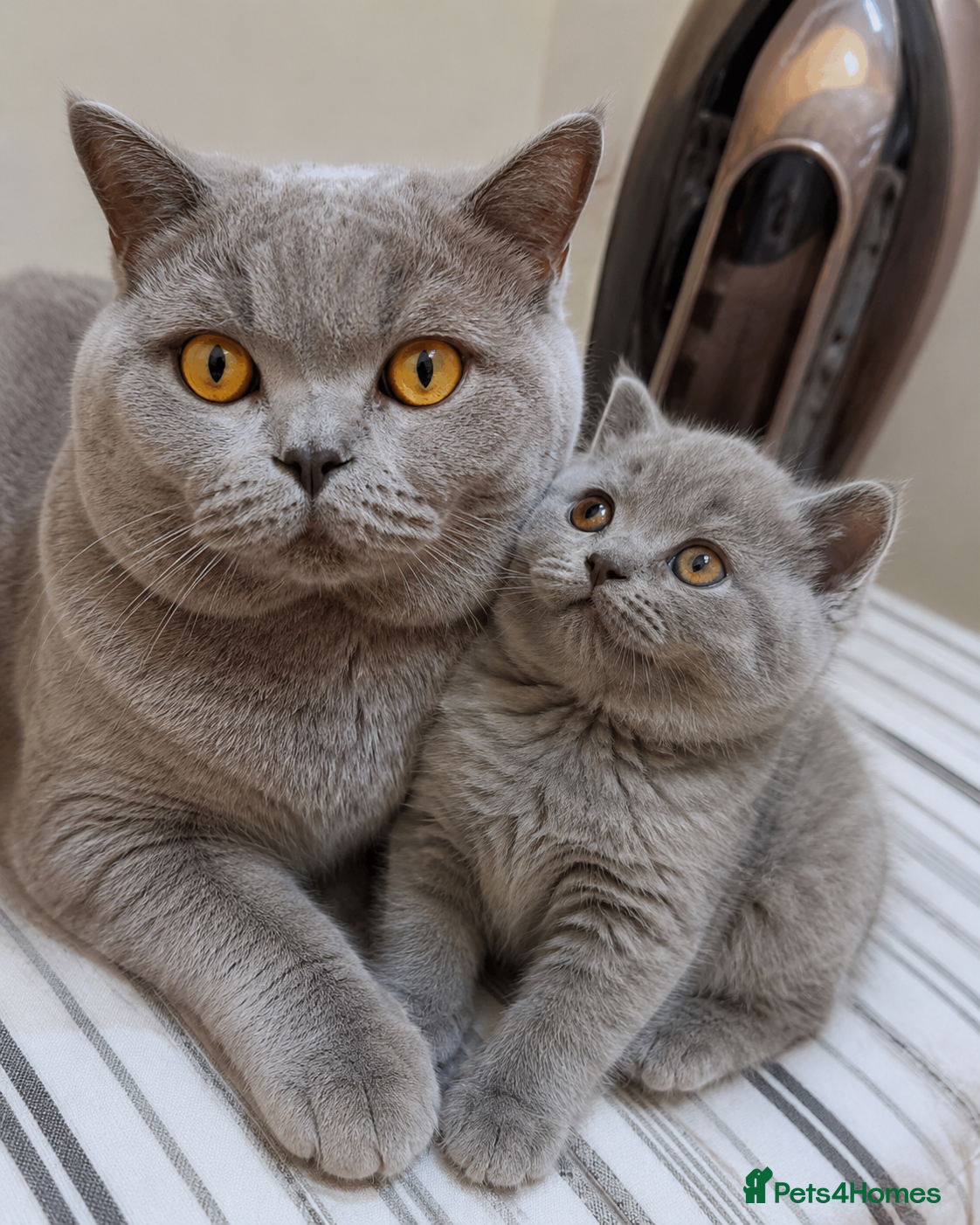 British Shorthair cats for sale: Beautiful Male Cat – Loving Home Needed - Advert 7