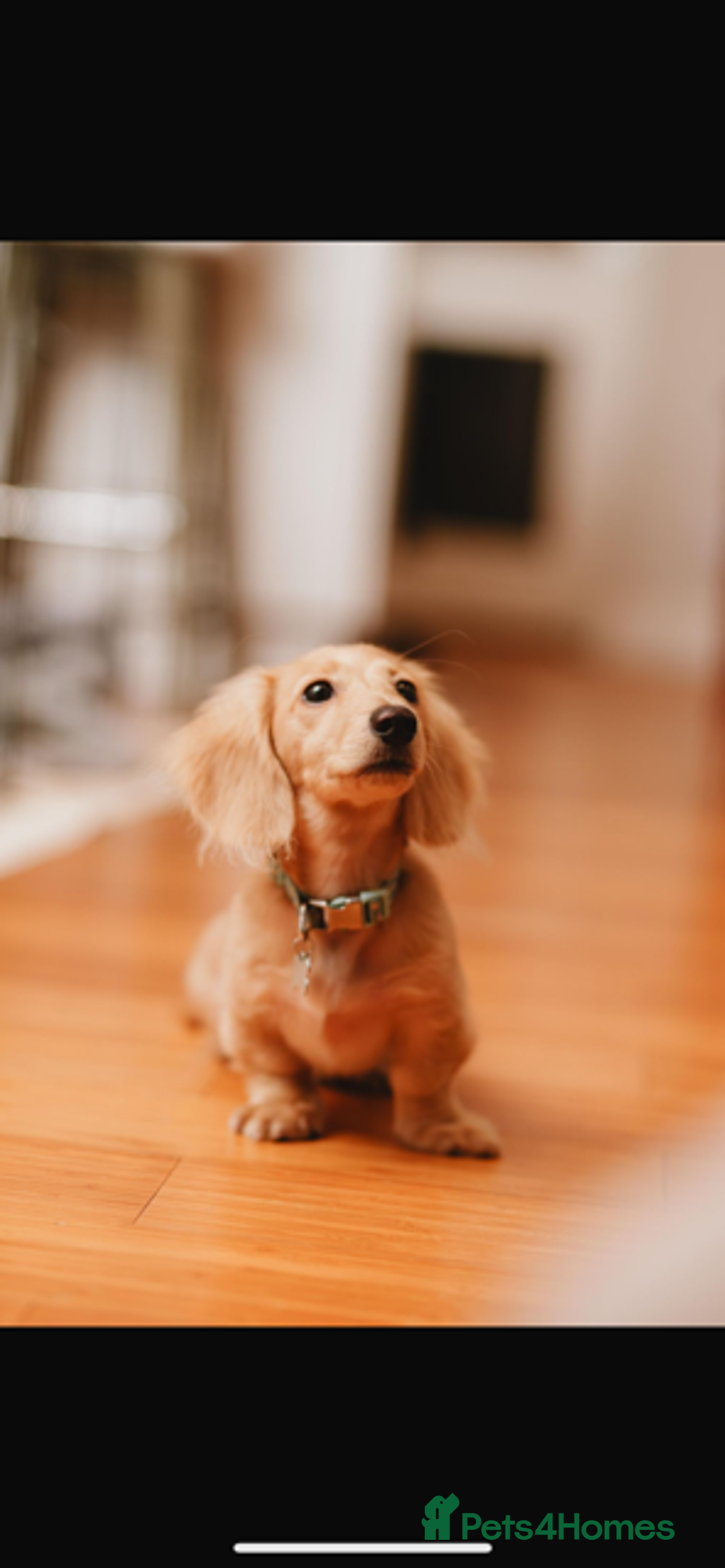 Miniature Dachshund dogs for sale: English Cream Miniature Dachshund Puppys - Image 9