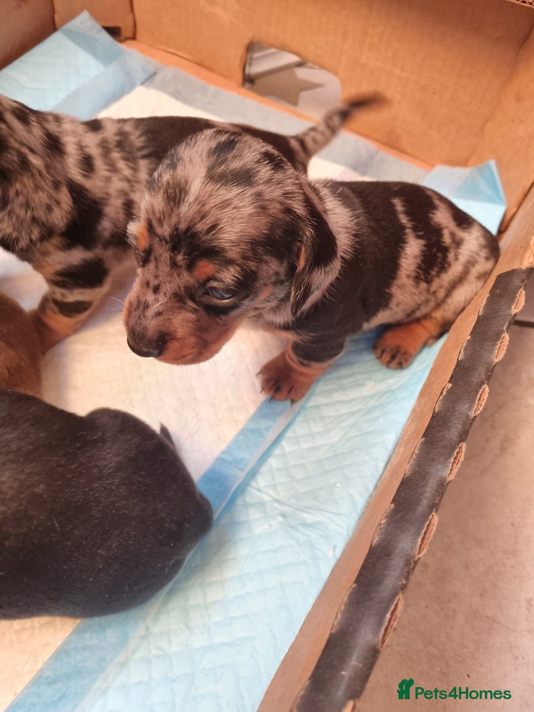 Dachshund dogs for sale: Miniture Silver Dapple Dachshunds - Advert 22
