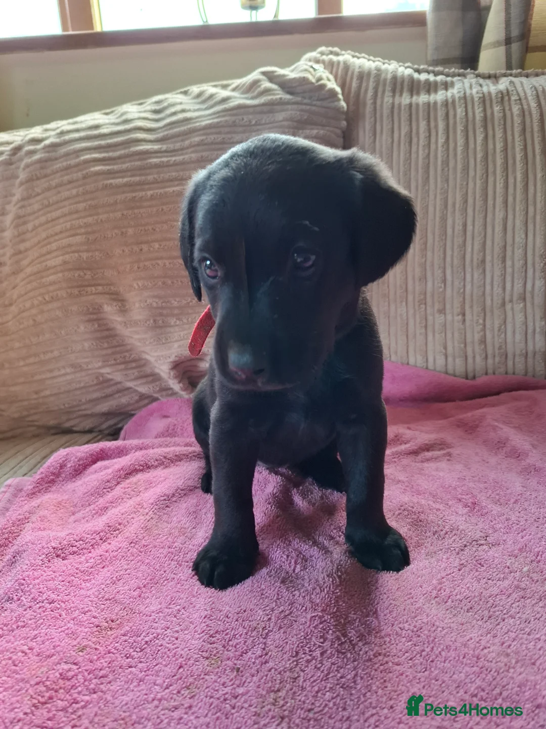 Labrador Retriever dogs for sale: LABRADOR PUPPIES FOR SALE  - Advert 5