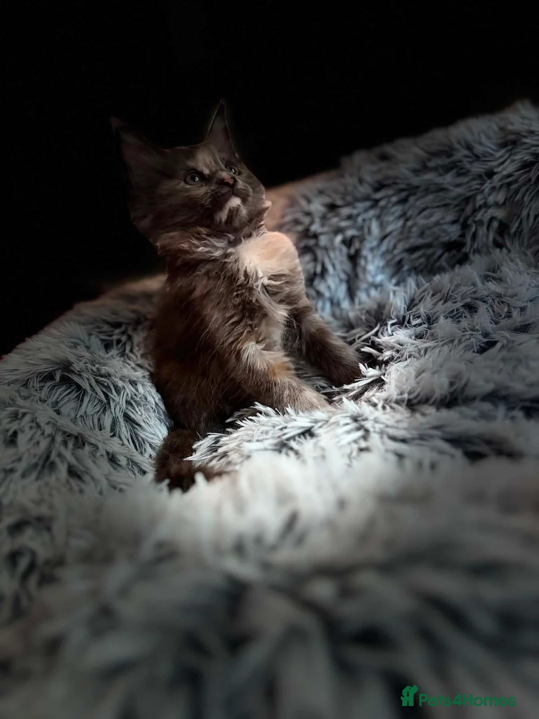 Maine Coon cats for sale: 🌟Pedigree Maine Coon Blue Tortie Girl🌟 - Advert 7