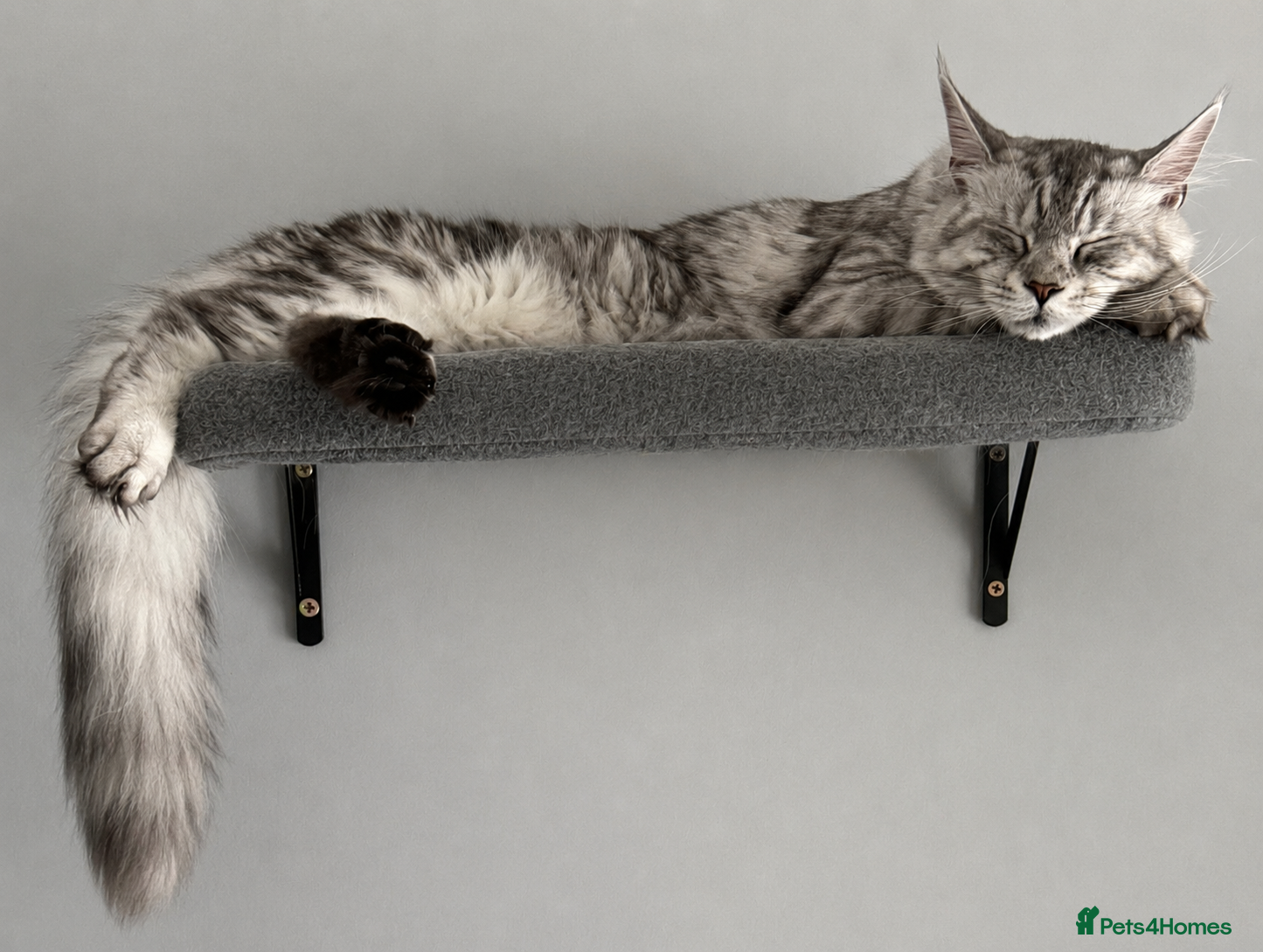 Maine Coon cats Outstanding Active TICA Black Silver Tabby - Advert 16