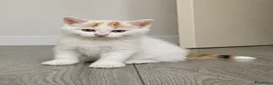 Kitten 1