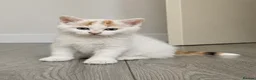 Mixed Breed cats for sale: 4 tabby patch kittens - Advert 5