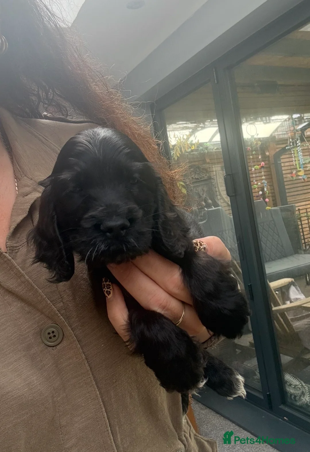 Cocker Spaniel dogs for sale: Ready now show cocker spaniel puppies  - Advert 2