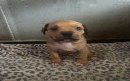 American Bull Staffy dogs for sale: American staffie puppies - Advert 1