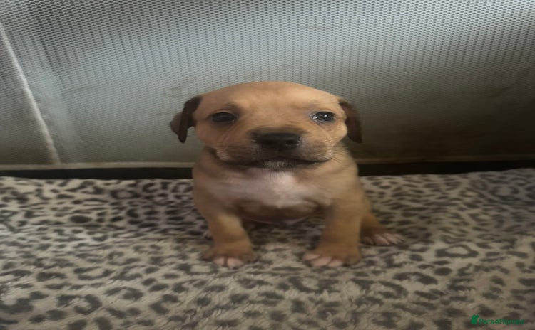 American Bull Staffy dogs American staffie puppies - Advert 2