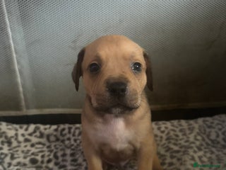 American Bull Staffy dogs for sale: American staffie puppies - Advert 1
