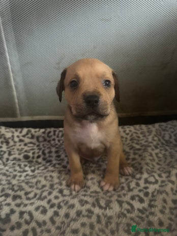 American Bull Staffy dogs American staffie puppies - Advert 1