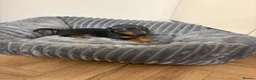 Miniature Dachshund dogs for sale: 🐾 Beautiful Miniature Dachshund 🐾 - Advert 8
