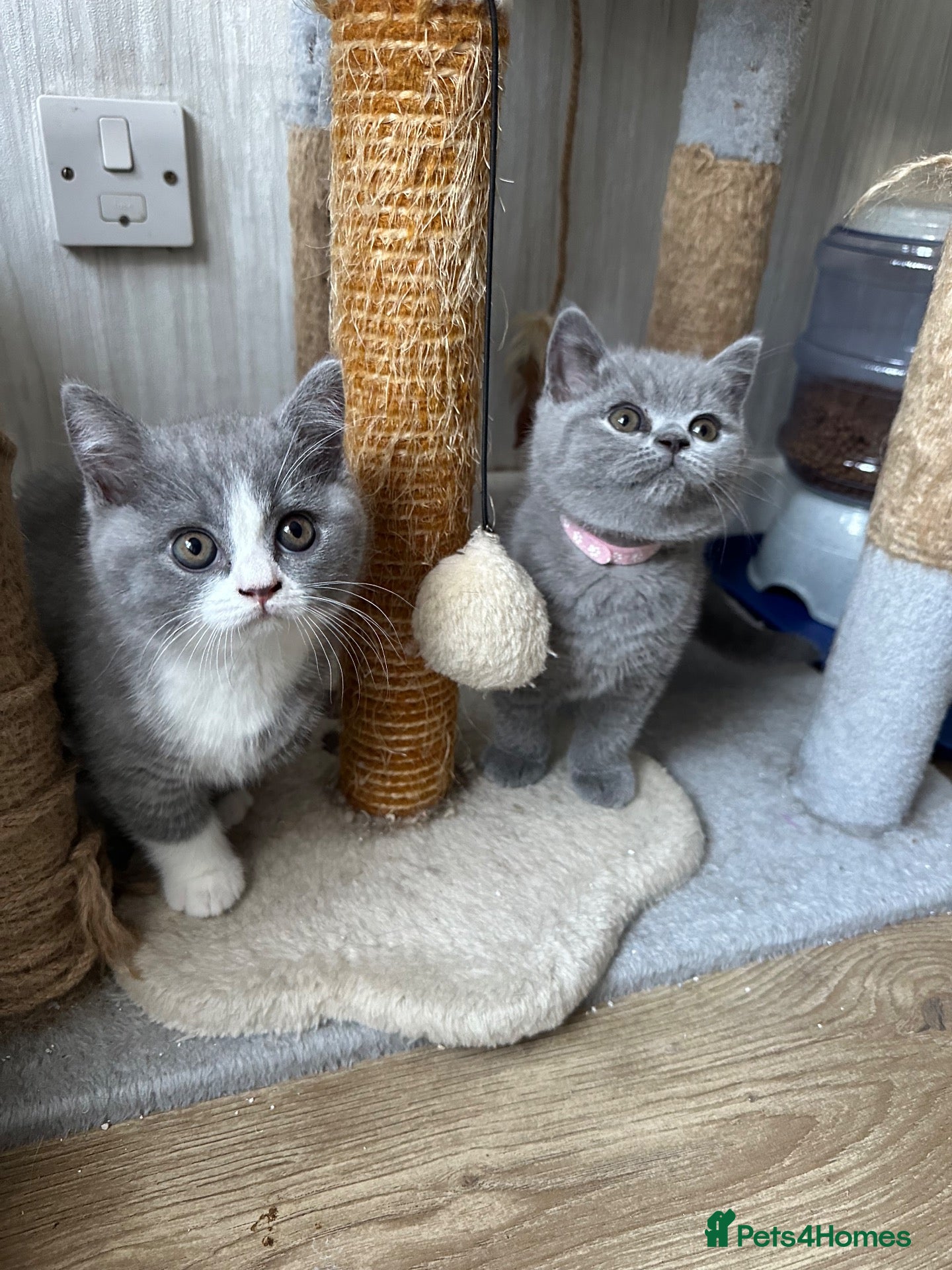 British Shorthair cats GCCF Registered Blue British Shorthair Kittens - Advert 1