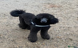 Standard Poodle dogs for sale: Standard poodle  - Image 5