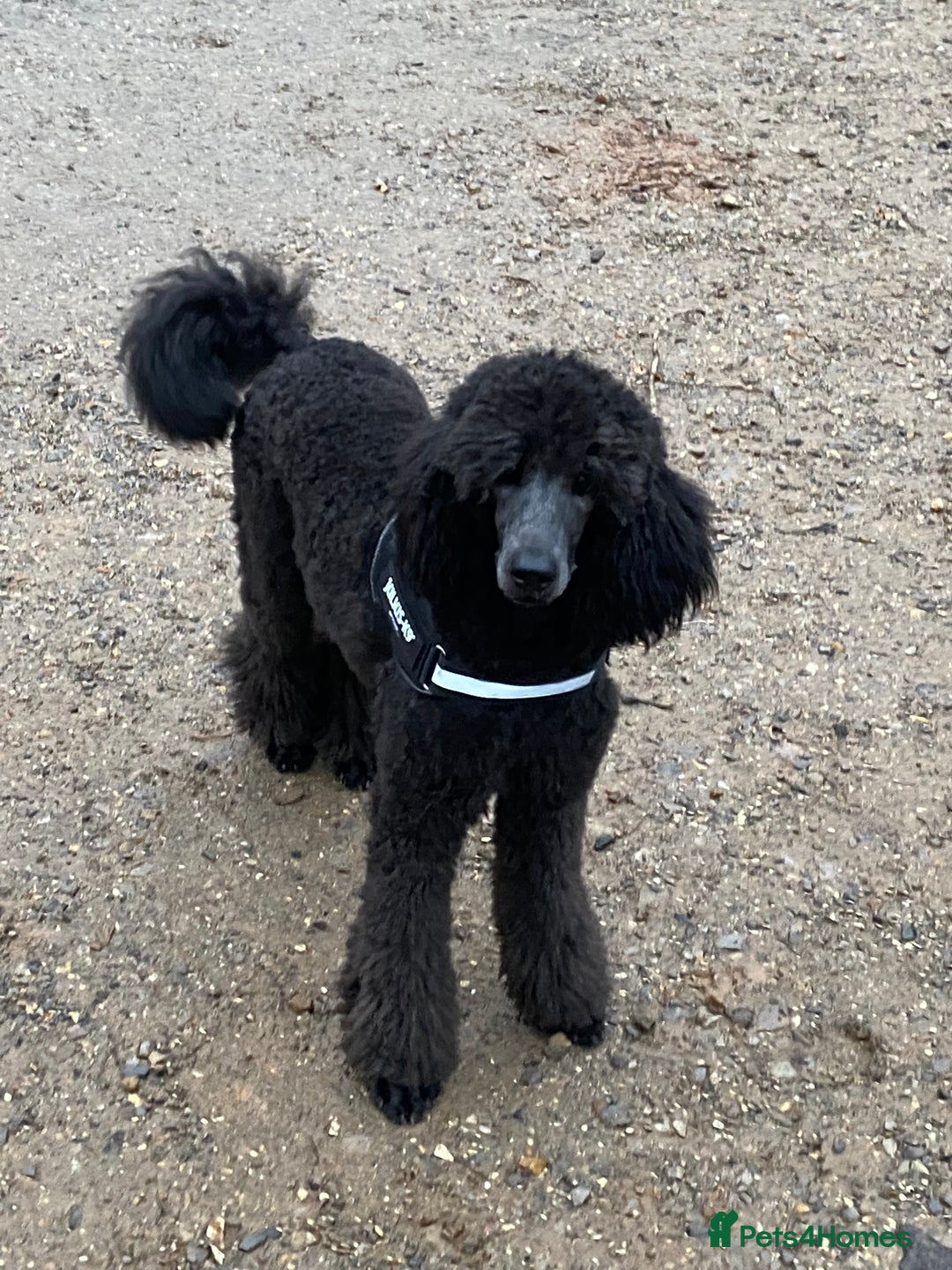 Standard Poodle dogs for sale: Standard poodle  - Image 5