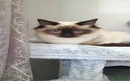 Ragdoll cats for sale: GCCF Active or Pet Ragdoll Boy - Image 2