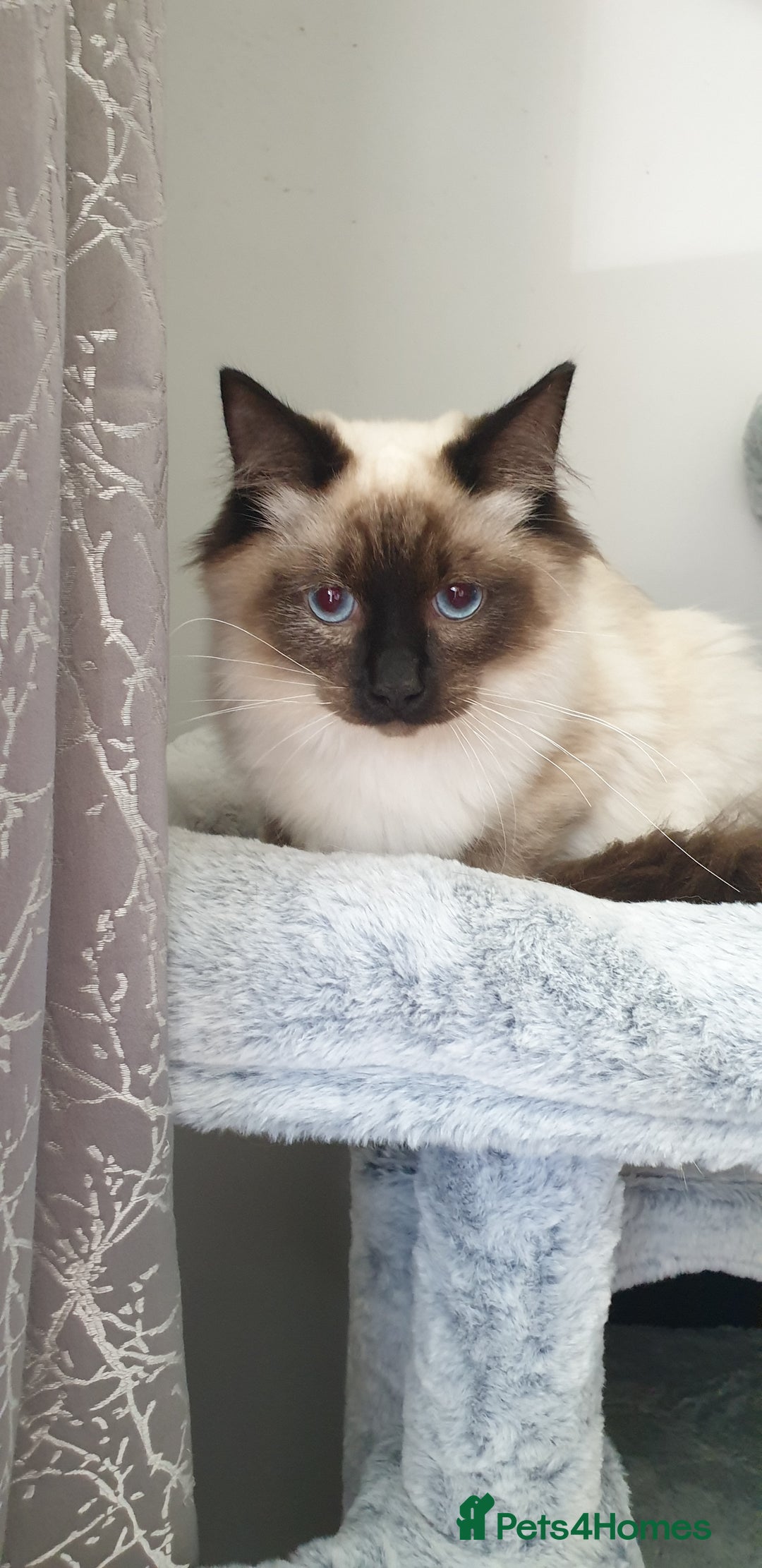 Ragdoll cats for sale: GCCF Active or Pet Ragdoll Boy - Image 2