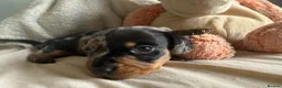Miniature Dachshund dogs for sale: Gorgeous mini dachshund pups  - Advert 9