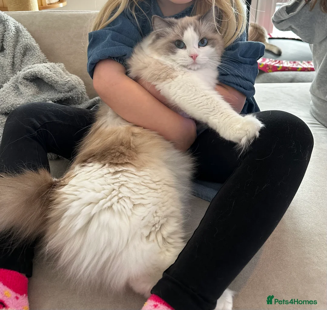 Ragdoll cats for sale:  🩷 Exquisite Active European Ragdoll 🇳🇱  - Advert 18