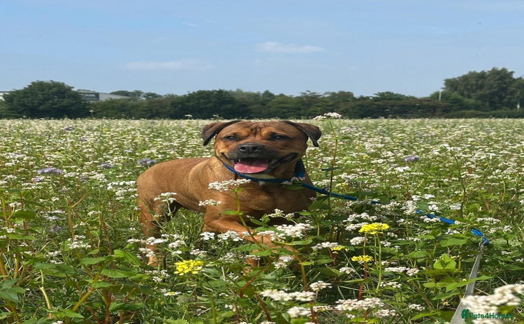 Mixed Breed dogs - Advert 16